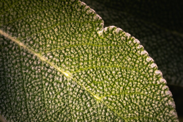 Detail of the leaves of a sage plant