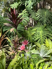 Obraz premium plants in the garden