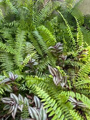 Plante 