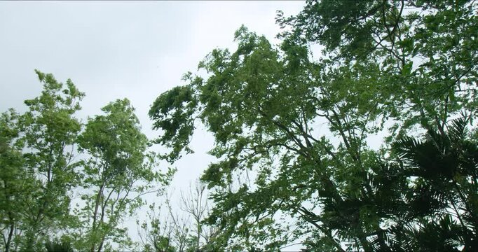 Trees swaying and bending during strong wind blowing with cloudy sky background. Prepare the trees before a storm hits. Landscape management advertising.