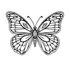 butterfly on white background