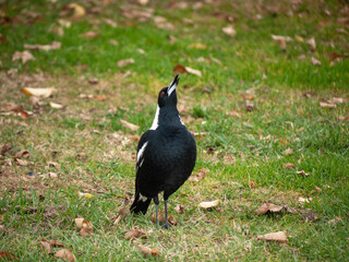  an Australian magpie standing on a grassy field. The bird has black and white plumage and looks up into the sky.