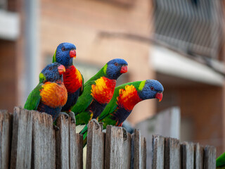 A group of cute, colorful rainbow lorikeets perched on a wooden garden fence in a residential area....