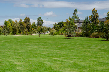 Background texture of large vacant green grass lawn in an urban park with Australian native gum trees and suburban residential houses in the distance. Public outdoor green space in a neighbourhood. 