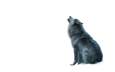 Werewolf Howling at the Full Moon in a Dense Forest for a Spooky Scene Isolated on Transparent Background PNG.