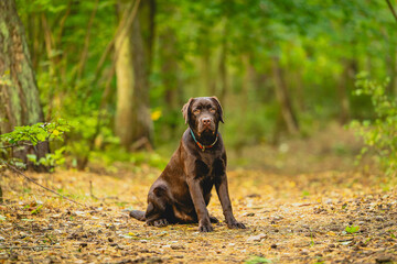 6 month old brown Labrador on a forest road. Charming and beautiful.
