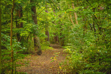 Mixed forest on a sunny summer day.