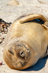 Elephant Seal Pups Sea Lion Island The Falkland Islands