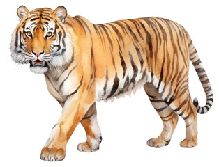 Obraz premium PNG Illustration of tiger wildlife animal mammal.
