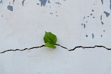 Young plant growing through cracked wall