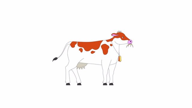 Cow with bell on neck chewing grass 2D character animation. Dairy farm animal cartoon 4K video, alpha channel. Large cattle breeding for milk and meat animated personage on white background