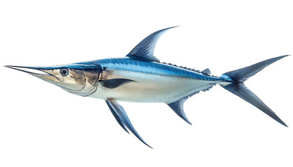 Pacific Ocean Swordfish Isolated on White Background