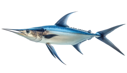 Pacific Ocean Swordfish Isolated on White Background