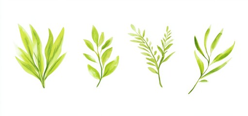 The watercolor illustration of a collection of green leaf branches will be suitable for wedding stationary, greetings, wallpapers, fashion backdrops, or backgrounds. Eucalyptus, olive, and green
