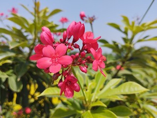 Close up Red Jatropha Plant With Flowers