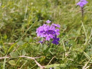 Moss Vervain (Glandularia Pulchella) Glandularia Tenera Beautiful Pink Flowers
