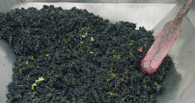 Wine factory, grape processing metal machine squeezing. Grape harvest. Squeeze The Grape With The Press. Making Wine At Winery . Stemmer crusher crushing grapes at a winery. Wine making process.