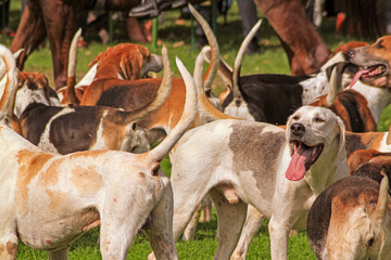 Fuchsjagd mit Hunden