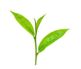 leaves green tea with drops of water isolated on white background.