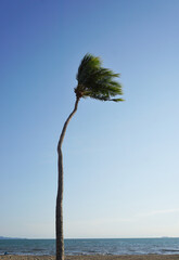 Coconut tree with windy and blue sky background