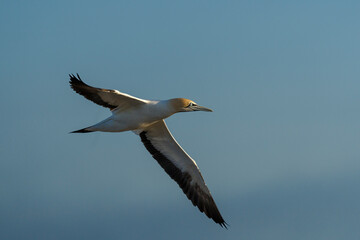 Cape gannet (Morus capensis) in flight. Bird Island, Lambert's Bay, Western Cape, South Africa.