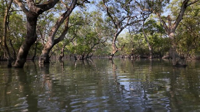 Mangrove in the Sundarbans, Khulna Division, Shyamnagar, Bangladesh