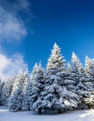 Glistening Snow-Covered Pine Trees Against a Bright Blue Winter Sky