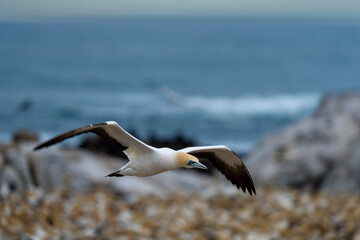 Cape gannet (Morus capensis) in flight. Bird Island, Lambert's Bay, Western Cape, South Africa.