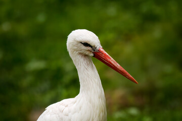 Portrait of white stork, Ciconia ciconia, isolated on green natural background. Beautiful white bird with long red beak. Stork is symbol of fertility. Closeup of wild animal. Wildlife.