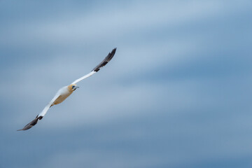 Cape gannet (Morus capensis) in flight. Bird Island, Lambert's Bay, Western Cape, South Africa.