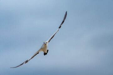 Cape gannet (Morus capensis) in flight. Bird Island, Lambert's Bay, Western Cape, South Africa.