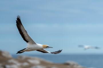 Cape gannet (Morus capensis) in flight. Bird Island, Lambert's Bay, Western Cape, South Africa.