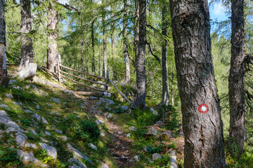 Forest path on Molička planina in Slovenia