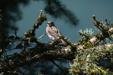 a spotted flycatcher male , muscicapa striata, perching on a fir at a autumn morning