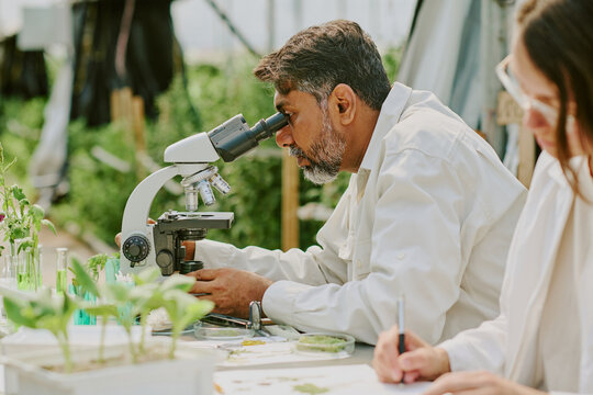 Scientist observing plant samples through a laboratory microscope in greenhouse environment. Colleague working alongside, preparing scientific materials on table