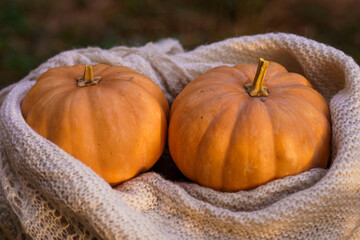 Two orange pumpkins on a wooden background lie wrapped in a warm scarf, concept of autumn weather and Halloween holiday