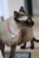 A close-up photo of a seal point Siamese cat with piercing blue eyes. The cat is wearing a beaded collar and is looking off to the side with a curious expression.