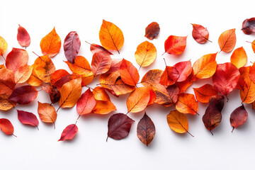 Autumn falling maple leaves isolated on white background
