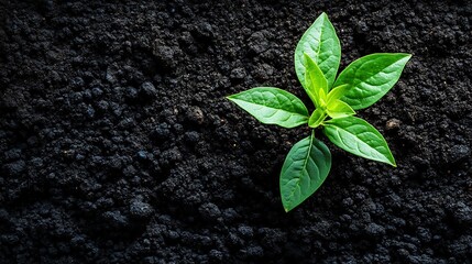 Naklejka premium Isolated young green sprout shows new life growth from the dark ground