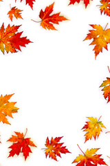 Autumnal maple leaves on a white background with space for text. Top view, flat lay