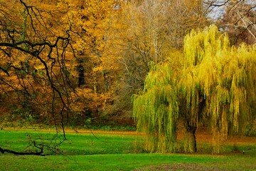Fototapeta premium Autumn landscape with colorful trees in the park