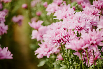Close-up of vibrant pink chrysanthemums blooming in a lush garden, showcasing their delicate petals and vibrant color. Perfect scene for floral enthusiasts and nature lovers
