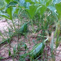 Fototapeta premium Baby watermelon