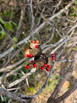 Rosary Pea Wildflower Abrus Precatorius