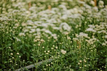 Close-up of numerous white flowers blooming among green foliage in a serene garden environment, capturing nature's beauty and tranquility