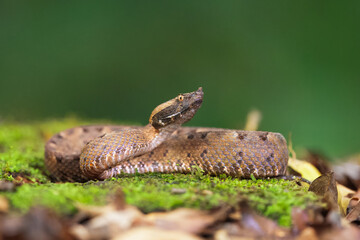The rainforest hognosed pitviper or horned hog-nosed viper, 
