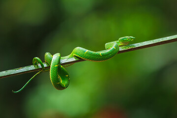 Snake Bothriechis lateralis, Green Side-stripe mountain Palm-Pitviper on the green palm tree. Viper in the dark jungle tropic forest, Monteverde Reserve in Costa Rica. Nature in Costa Rica.
