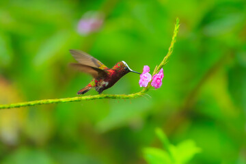 Snowcap, Microchera albocoronata, rare hummingbird from Costa Rica, red-violet bird sitting in beautiful pink flowers, scene from green tropical forest