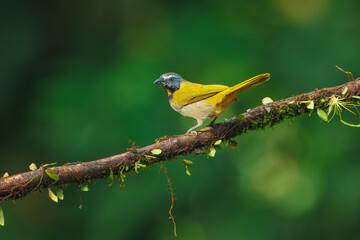 Buff-throated saltator, Saltator maximus, This species occurs from southern Mexico south to northwestern Colombia.