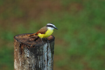 Fototapeta premium Birds of Costa Rica: Great Kiskadee (Pitangus sulphuratus)